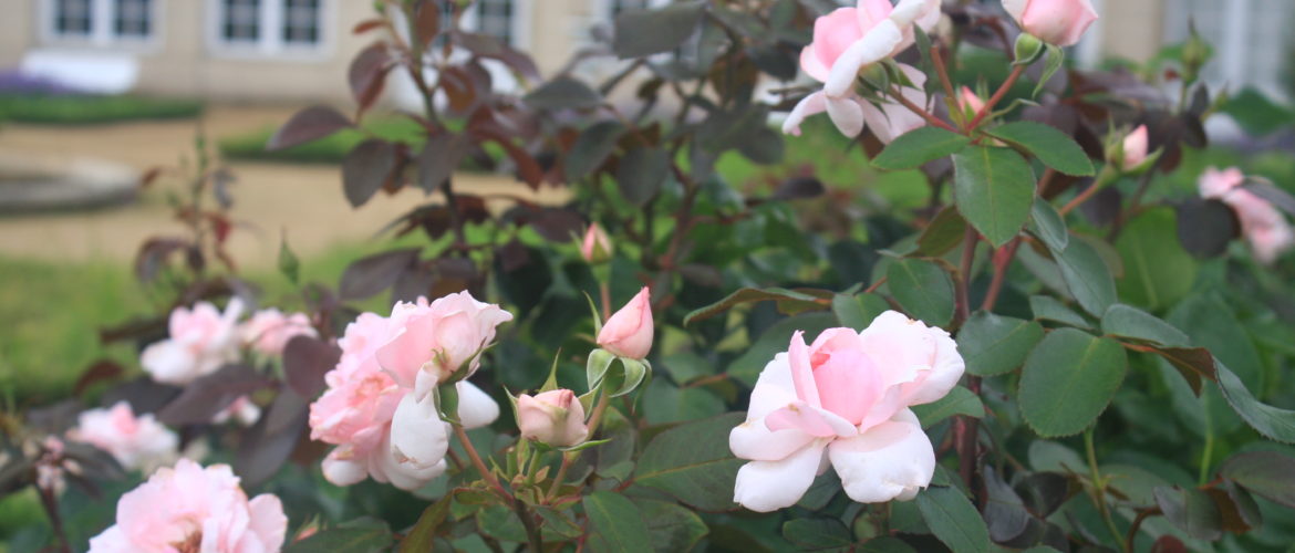 薬剤散布のタイミング 河津バガテル公園